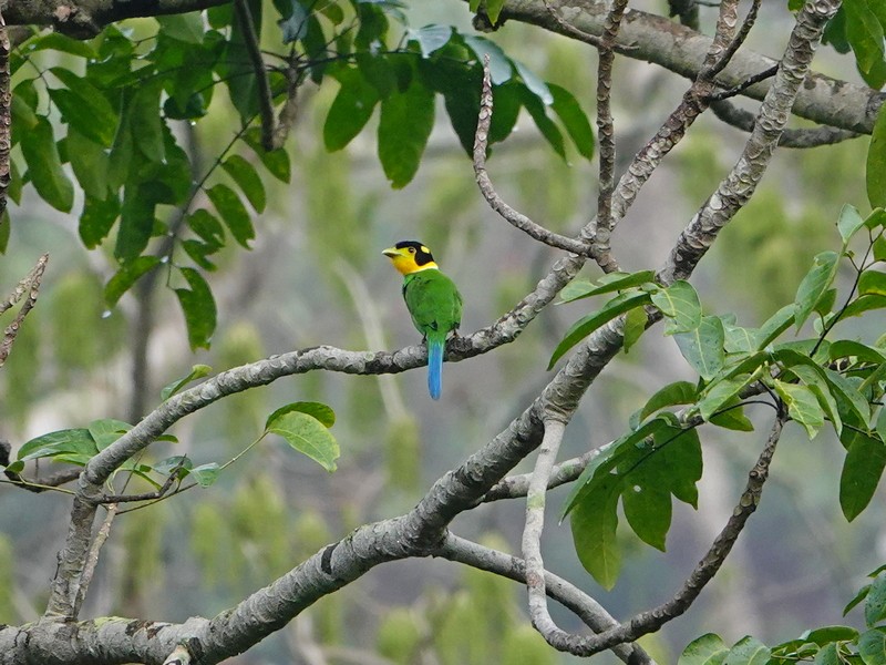 Long-tailed Broadbill - ML337678141