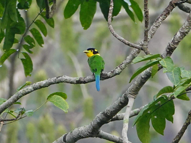 Long-tailed Broadbill - ML337678151