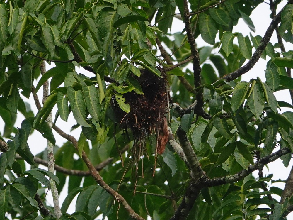 Long-tailed Broadbill - ML337678161