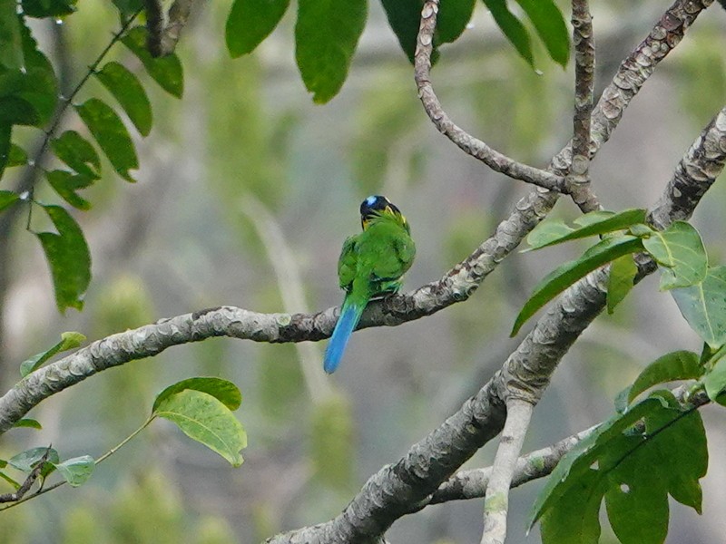 Long-tailed Broadbill - ML337678201