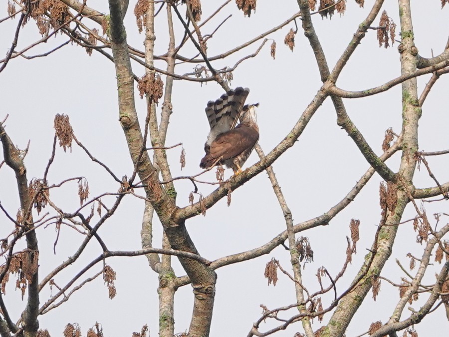 Crested Goshawk - ML337678241