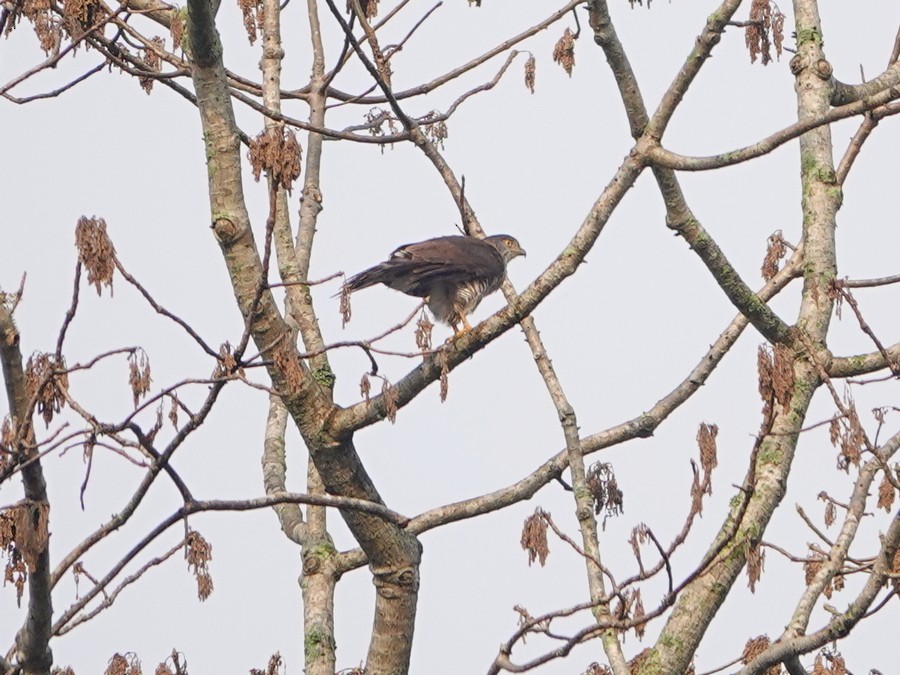 Crested Goshawk - ML337678251