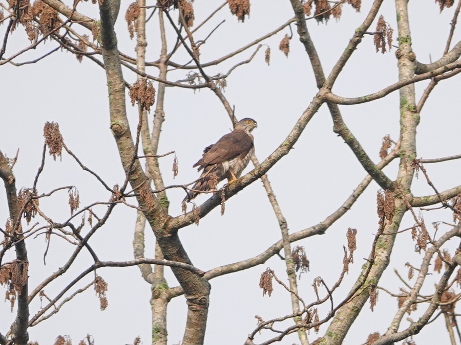 Crested Goshawk - ML337678301