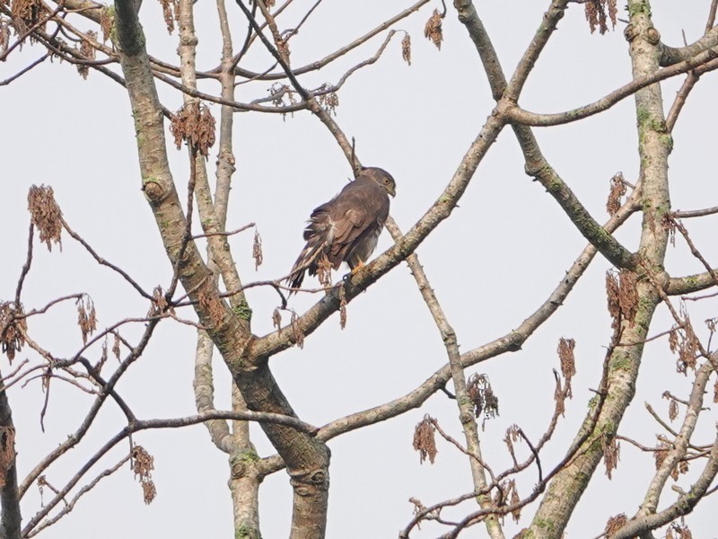 Crested Goshawk - ML337678311