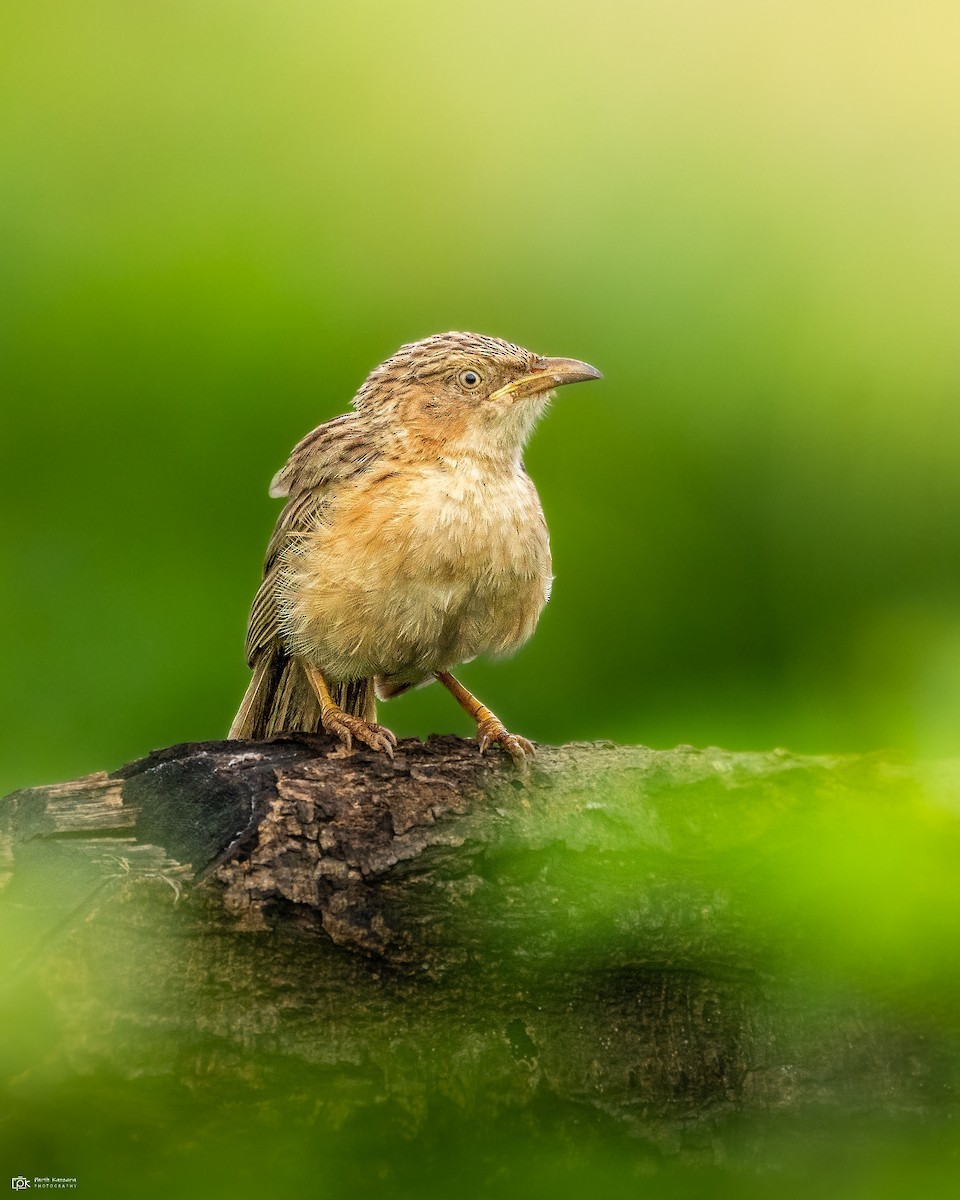 Common Babbler - Parth Kansara