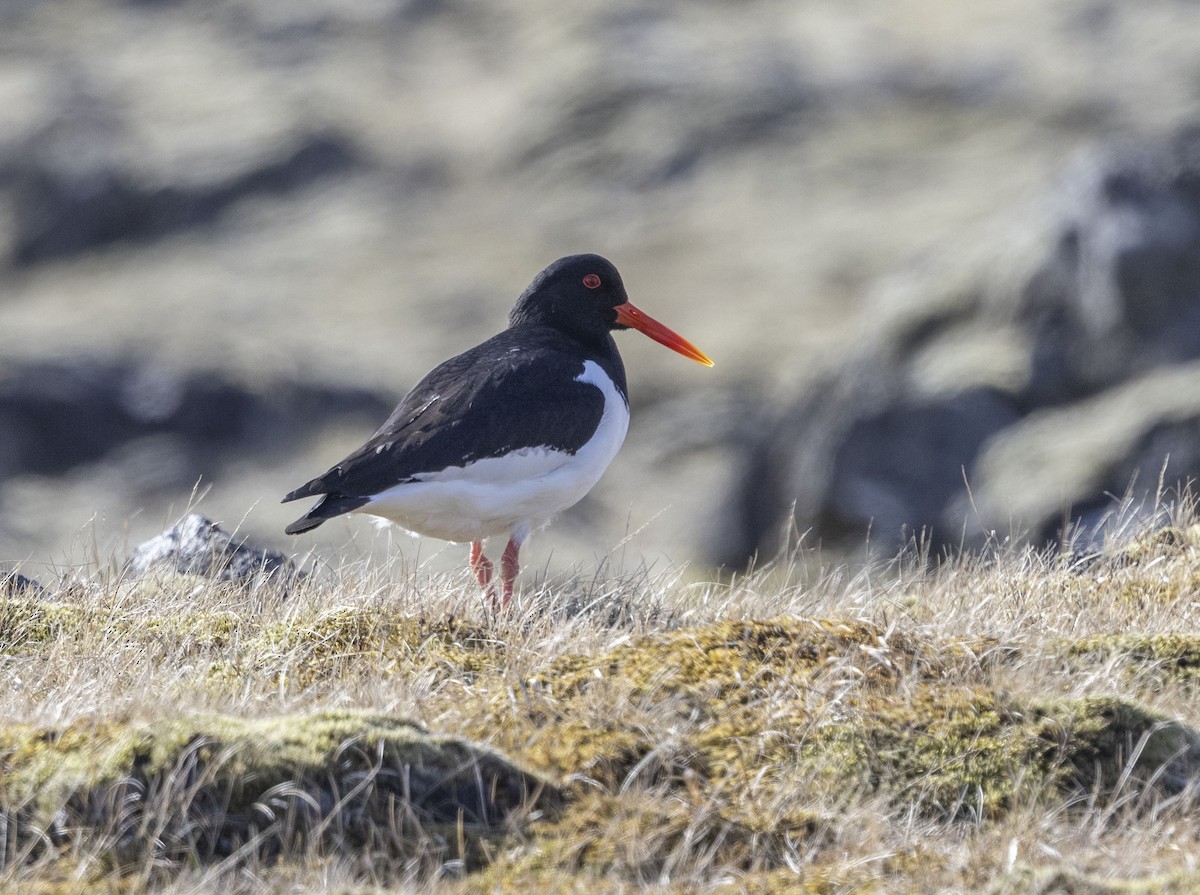 Eurasian Oystercatcher - Mouser Williams