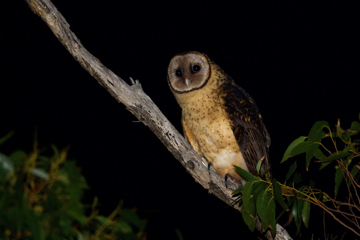 Australian Masked-Owl - ML337679851