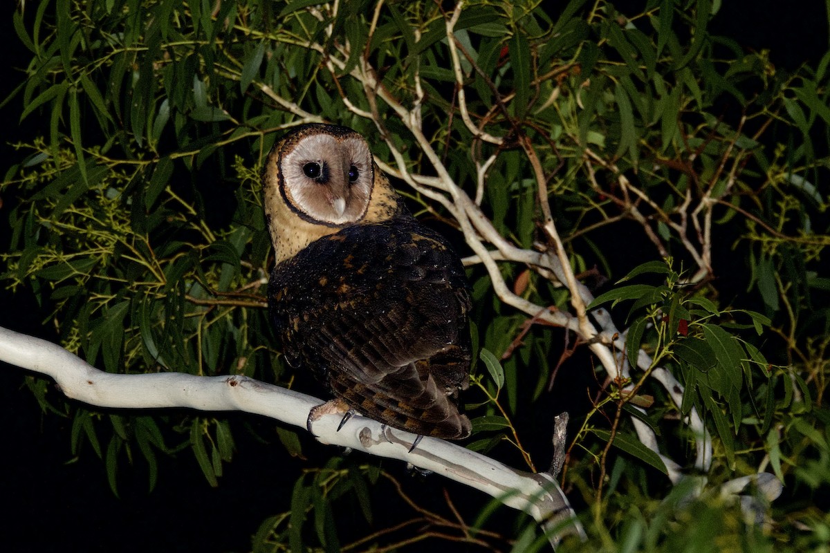 Australian Masked-Owl - ML337679871
