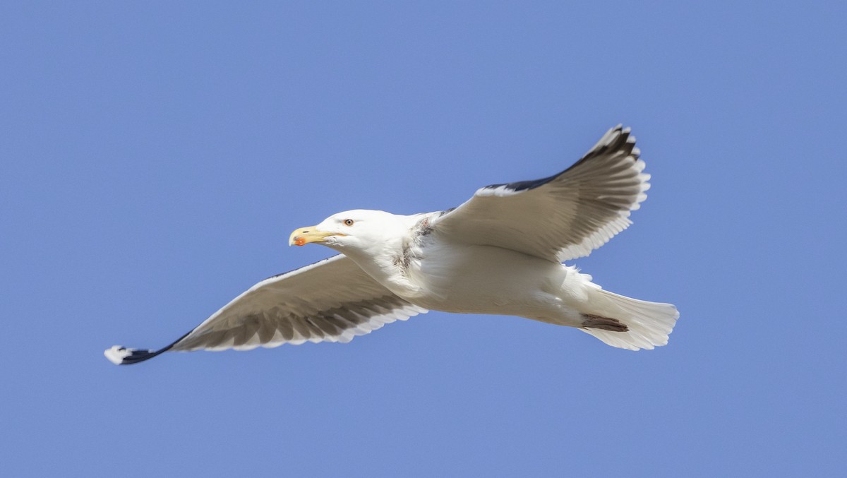 Great Black-backed Gull - ML337680201