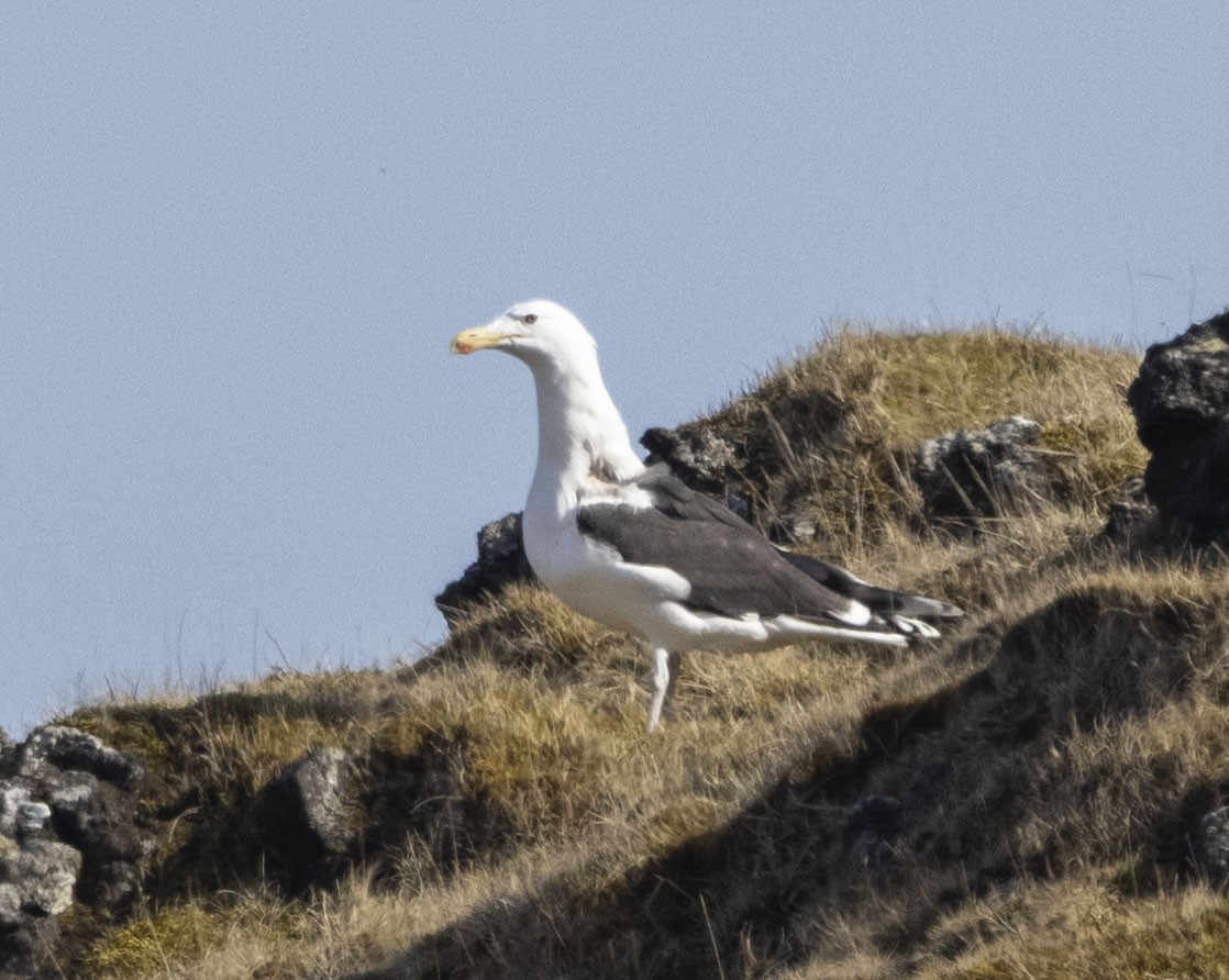 Great Black-backed Gull - Mouser Williams