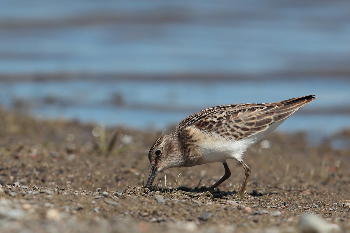 Least Sandpiper - ML33768051