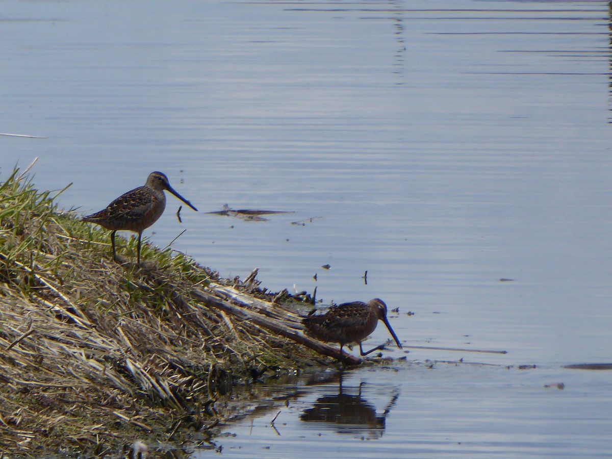 langnebbekkasinsnipe - ML337681761