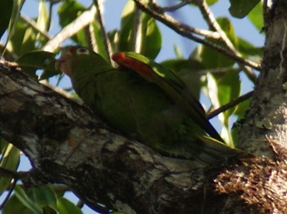 Crimson-fronted Parakeet - ML33768261