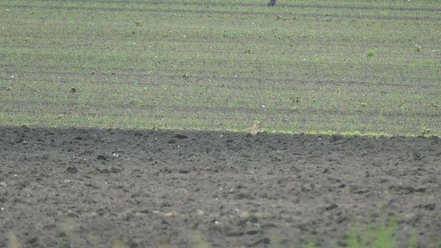 Eurasian Thick-knee - ML337683321