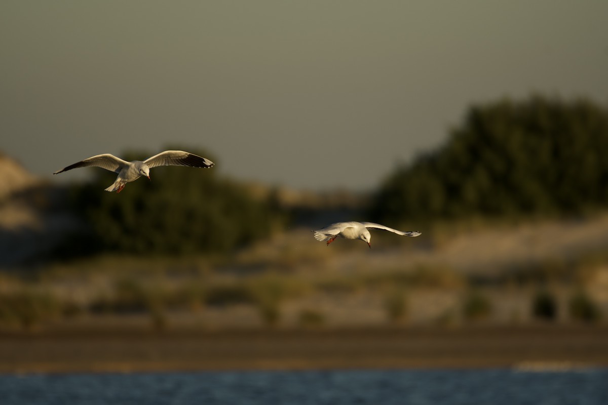 Brown-hooded Gull - Ignacio Ferreira Lacava