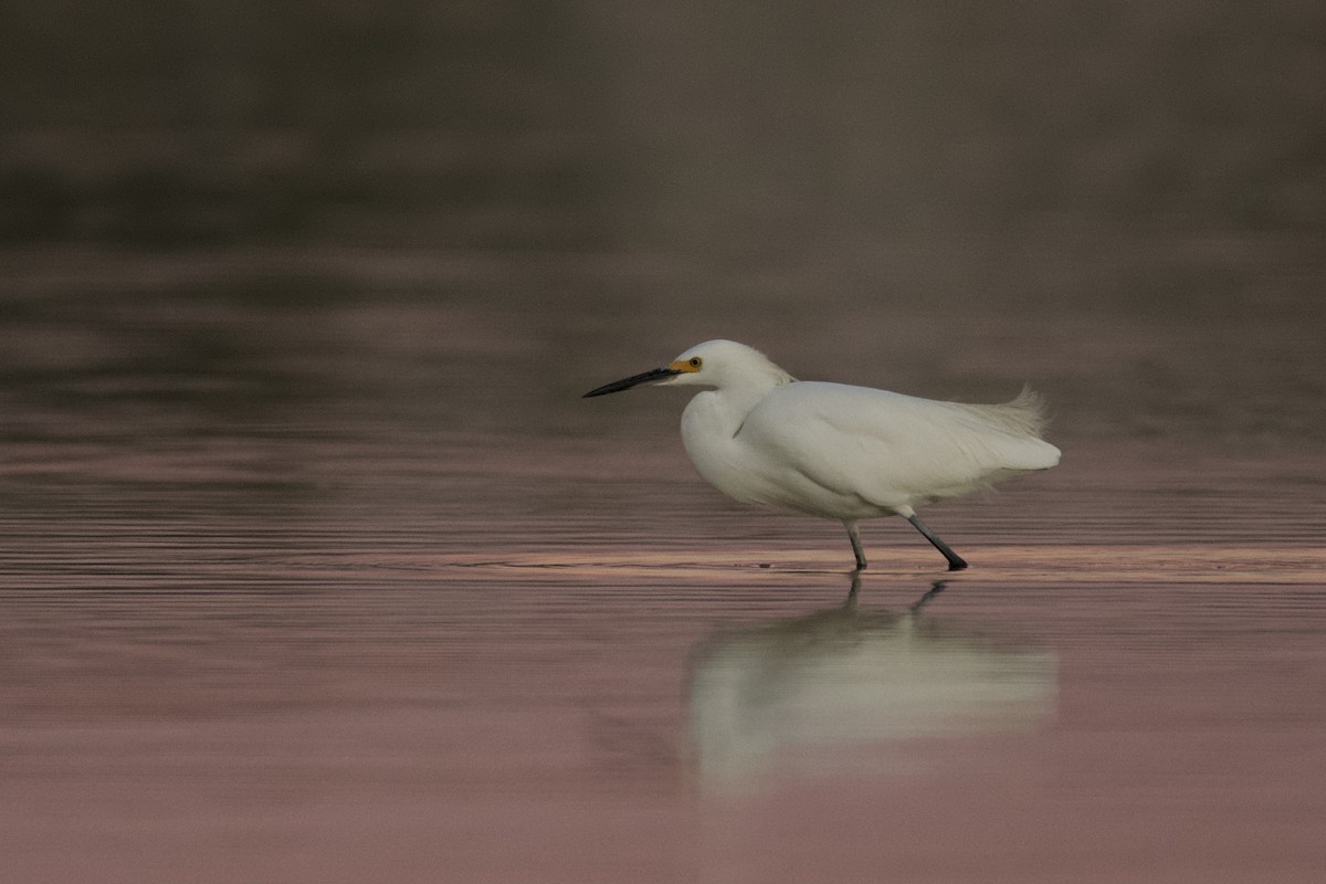 Snowy Egret - ML337684441