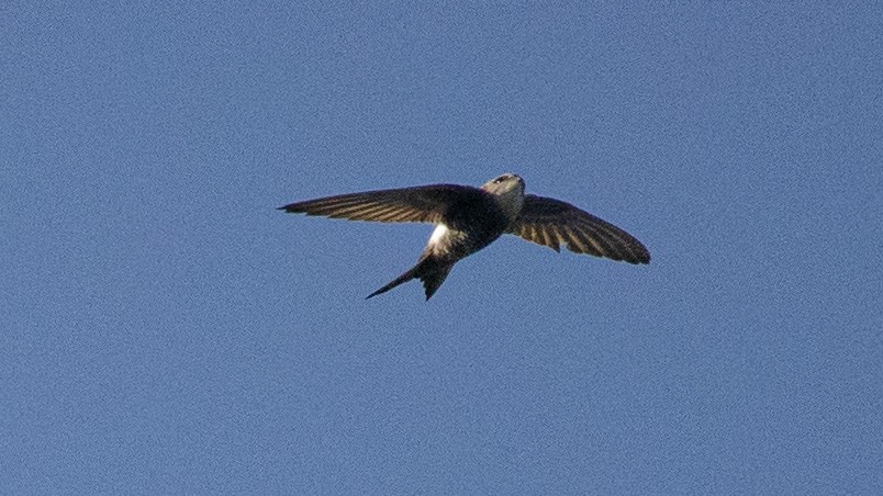 Pacific Swift - Ng SH