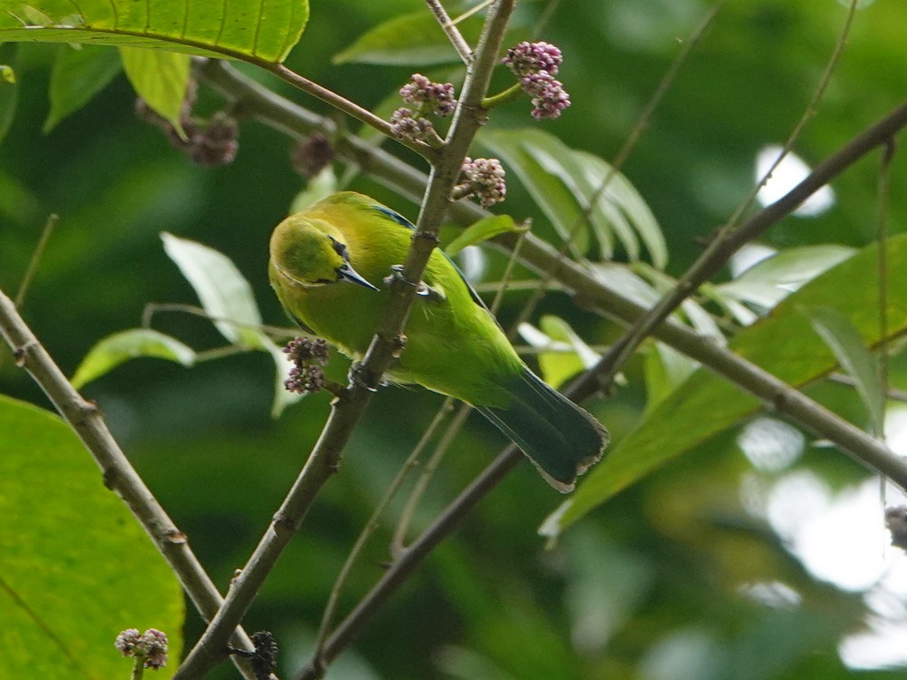 Blue-winged Leafbird - ML337685061