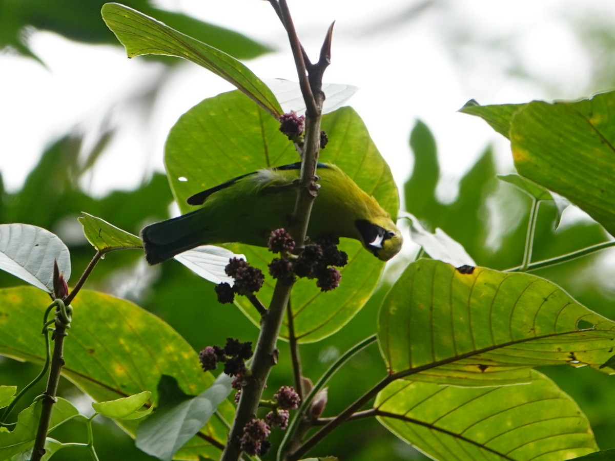 Blue-winged Leafbird - ML337685071