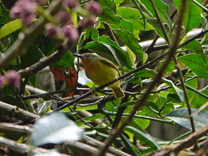 Ruby-cheeked Sunbird - ML337685111