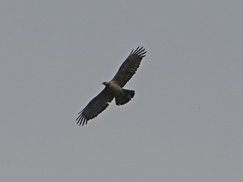 Oriental Honey-buzzard - ML337685201