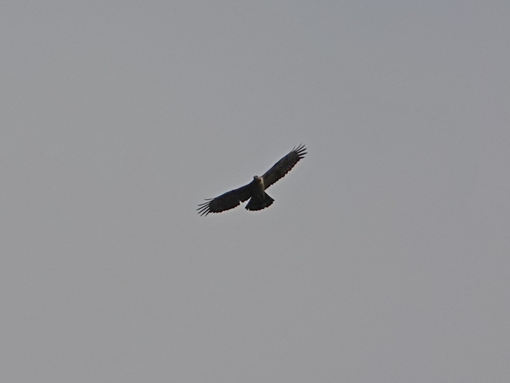 Oriental Honey-buzzard - ML337685221
