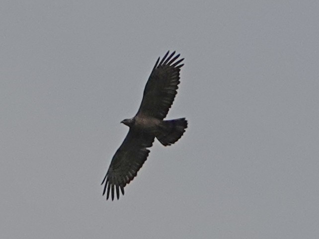 Oriental Honey-buzzard - ML337685261