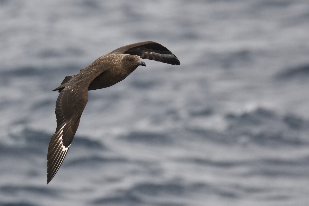 Brown Skua - ML337685531