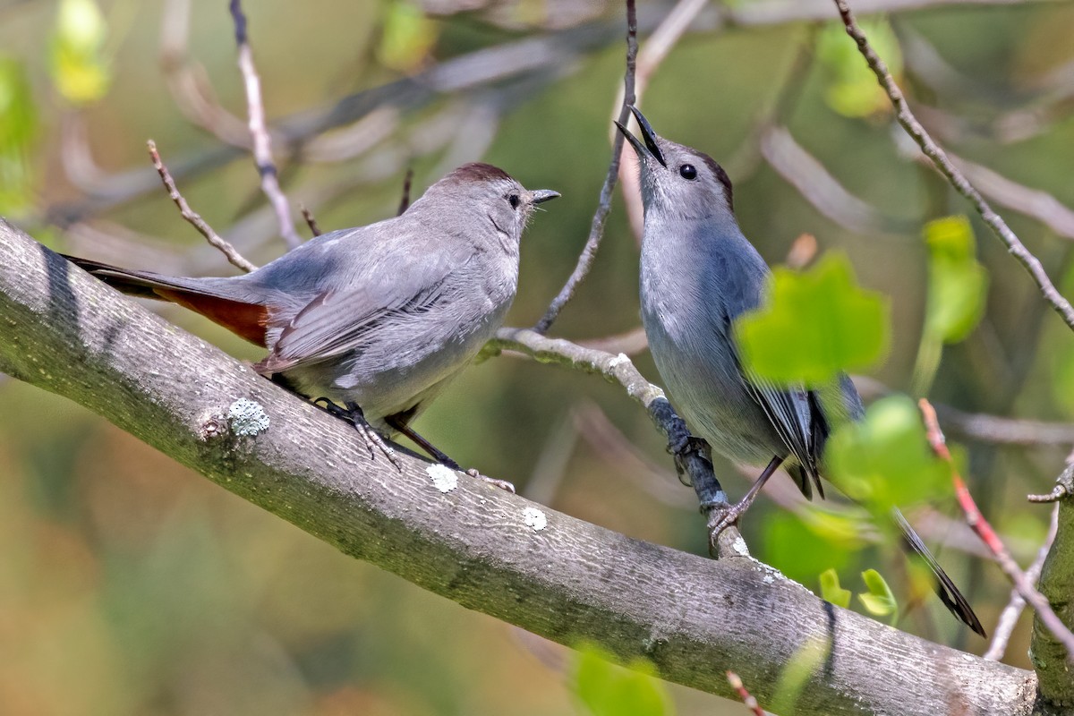 Gray Catbird - ML337685611