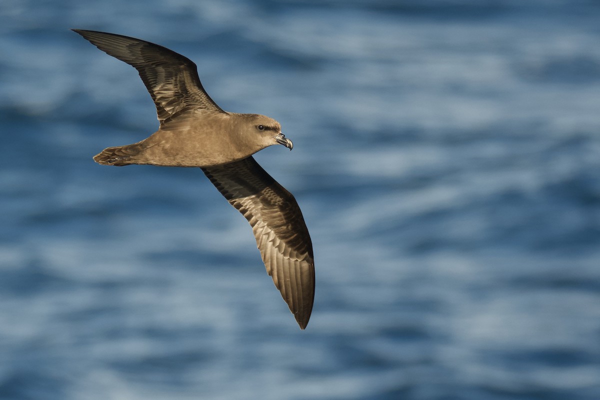 Great-winged Petrel - ML337687841