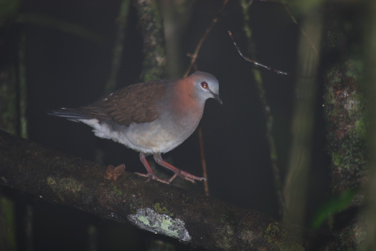 Lemon Dove (Sao Tome) - ML337688431