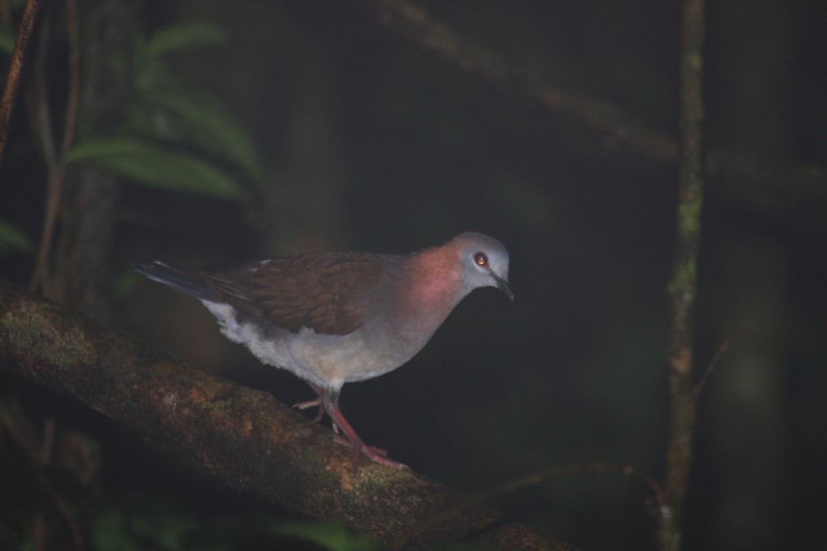 Lemon Dove (Sao Tome) - ML337688461