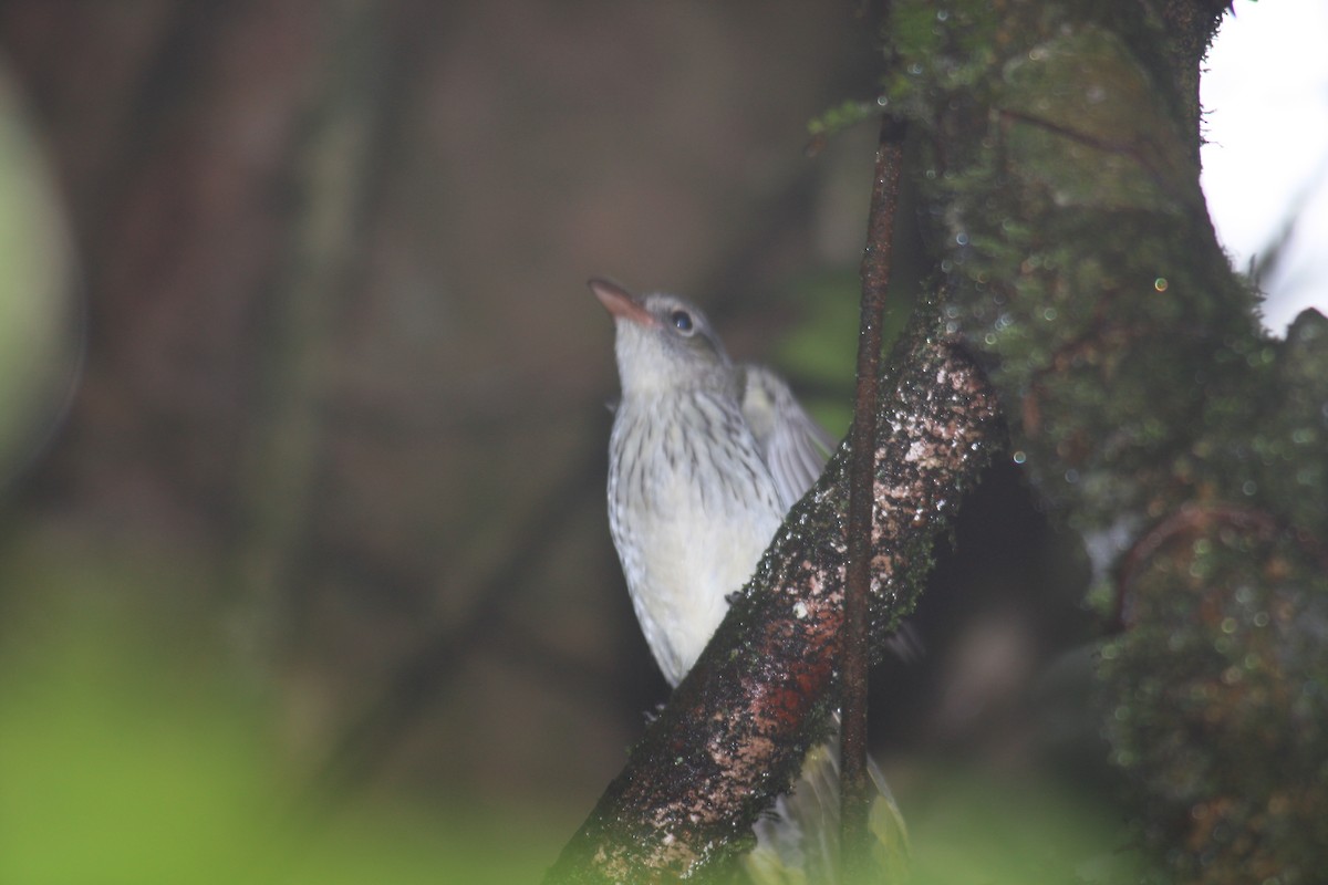 Sao Tome Oriole - ML337688511