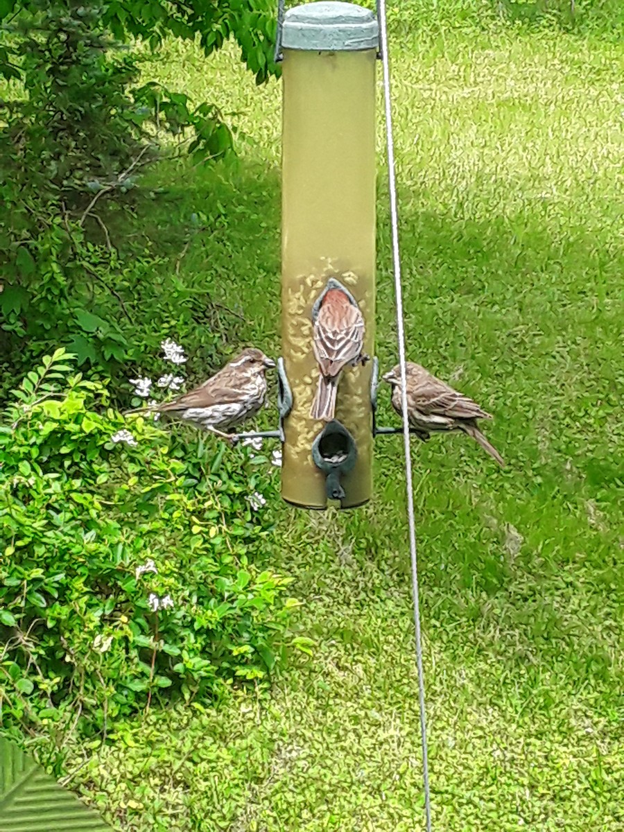 Purple Finch - ML337689411