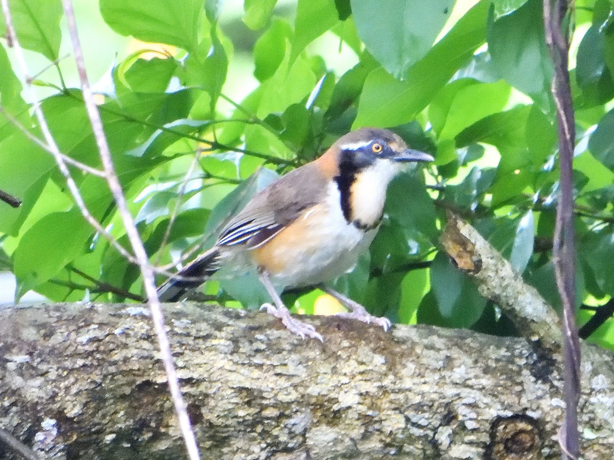 Lesser Necklaced Laughingthrush - ML337689781