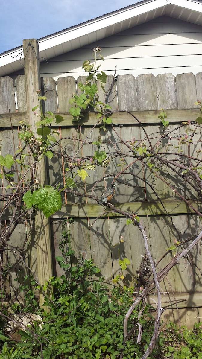 American Robin - ML337690691