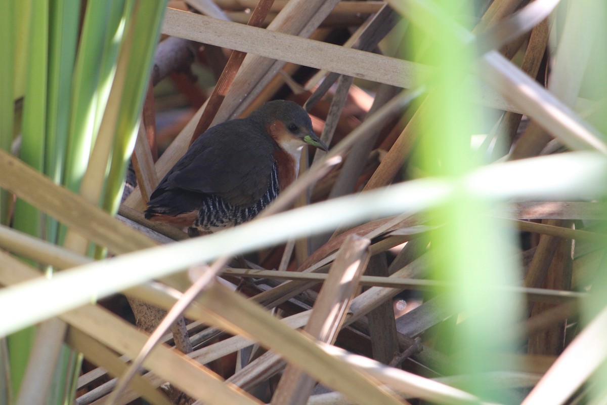 Rufous-sided Crake - Ben Phalan