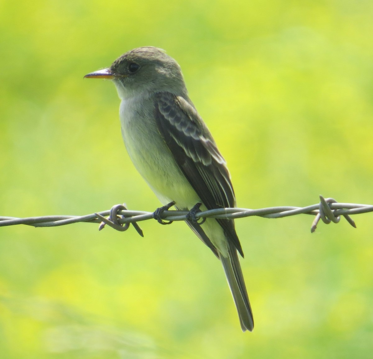 Eastern Wood-Pewee - ML337692081