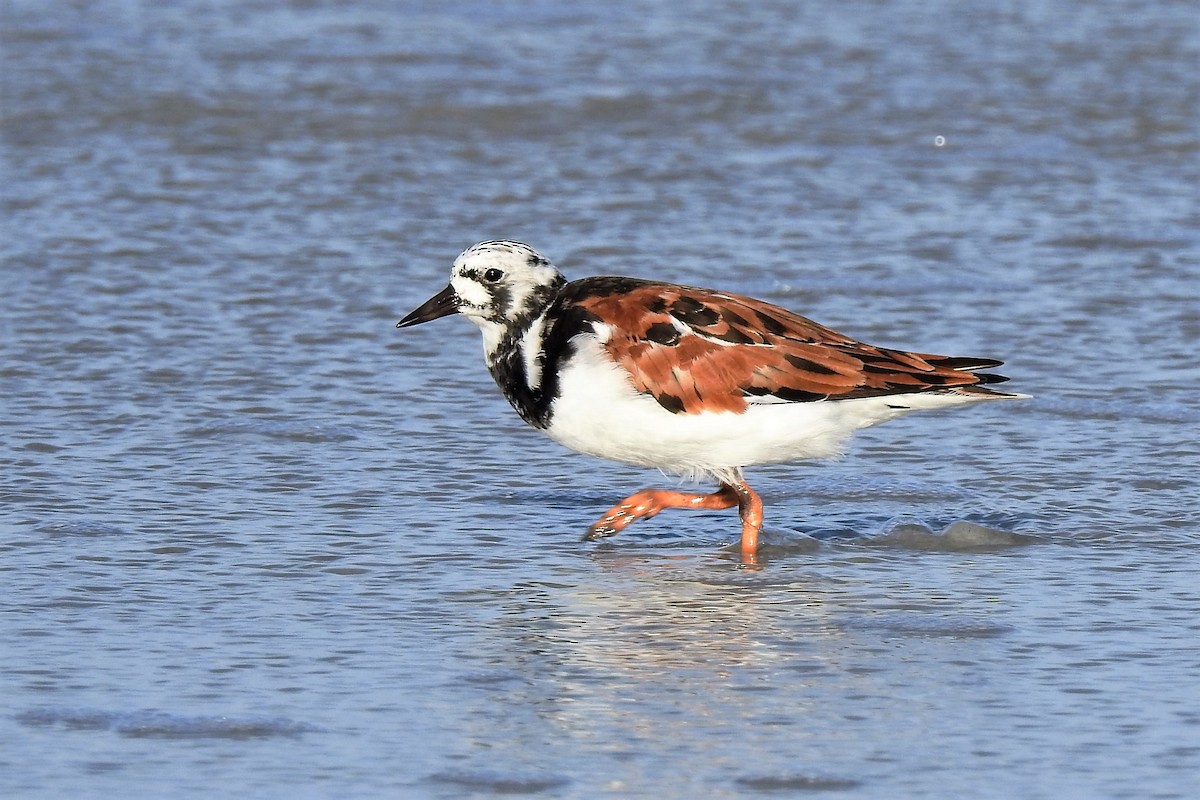 Ruddy Turnstone - ML337693931