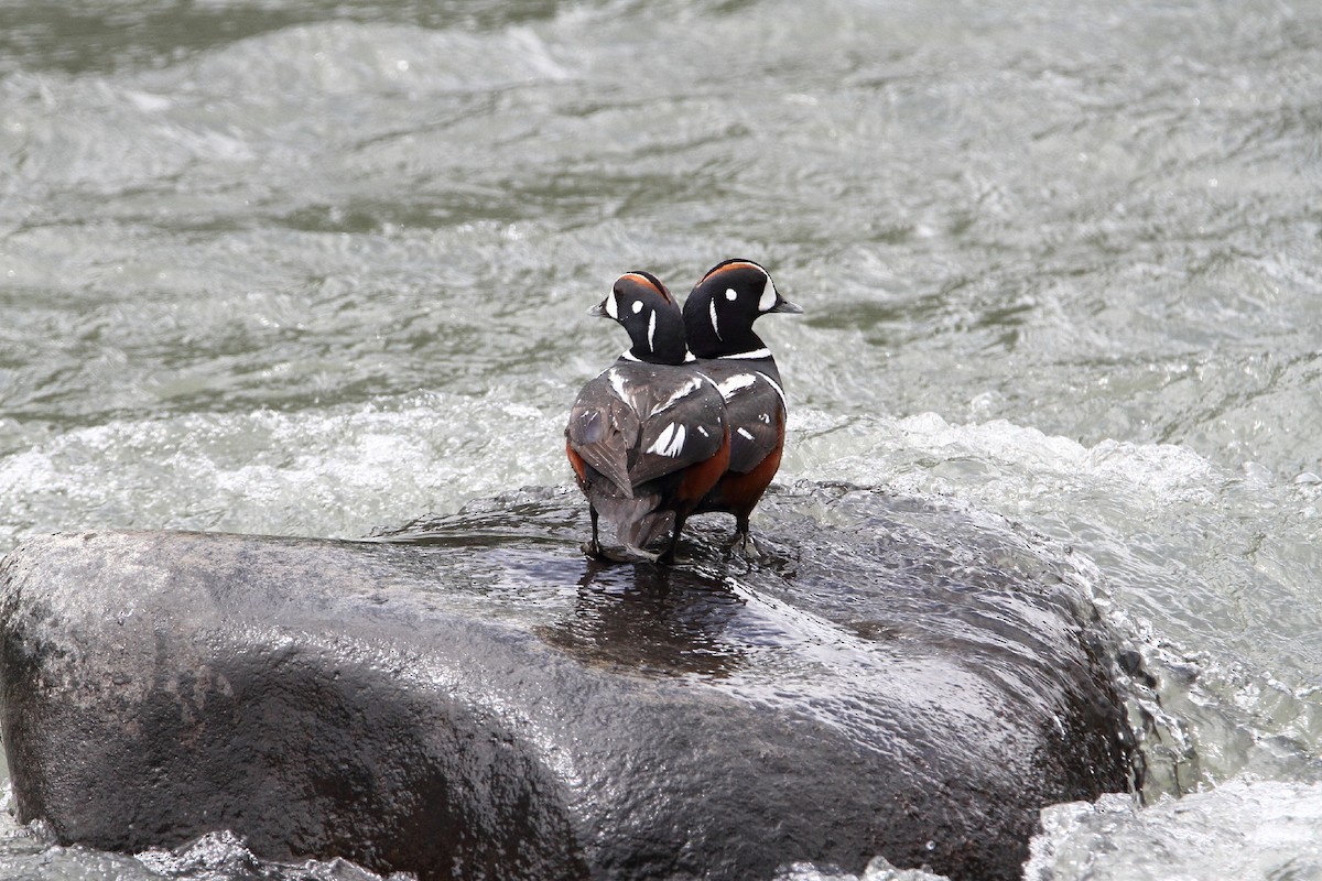 Harlequin Duck - ML337694801