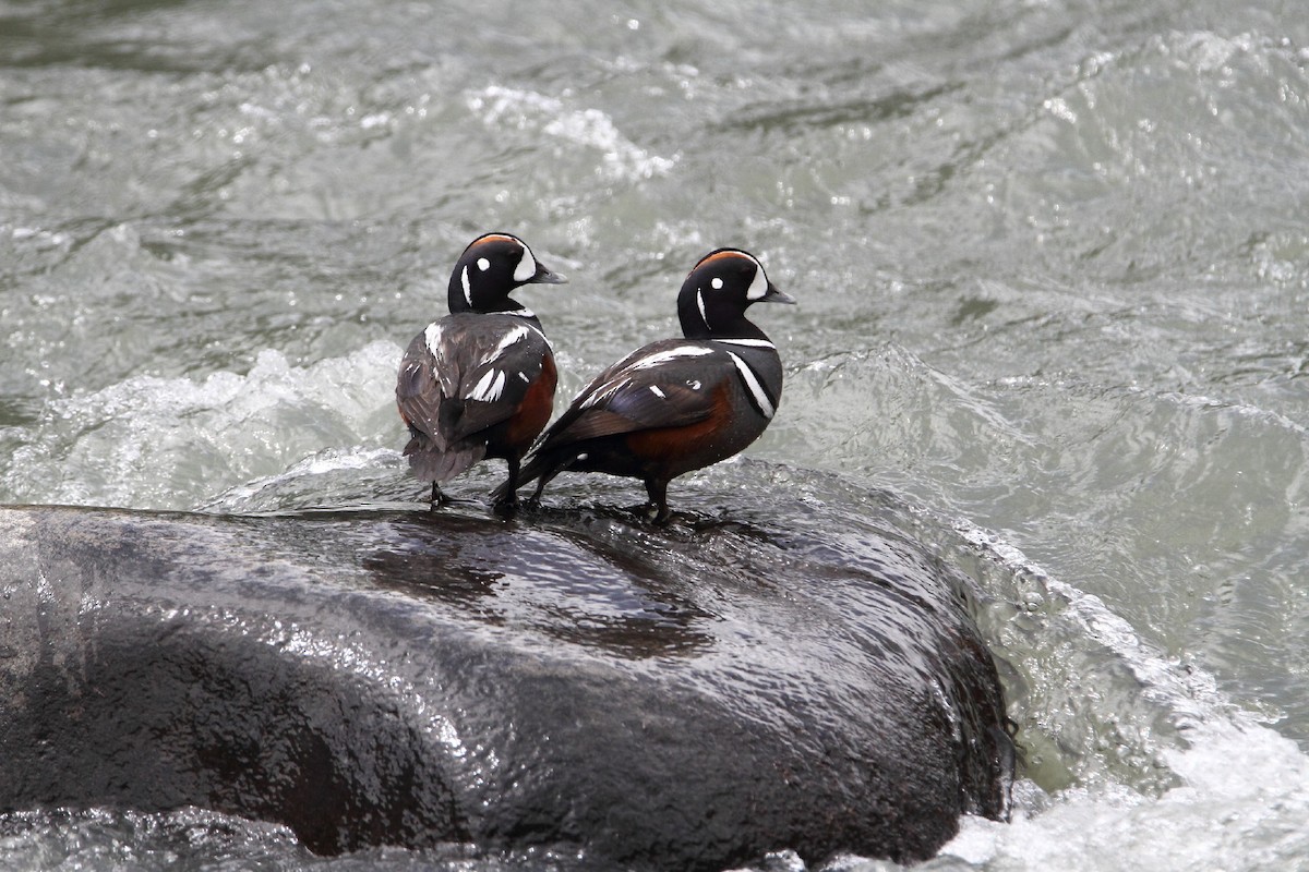 Harlequin Duck - ML337694811