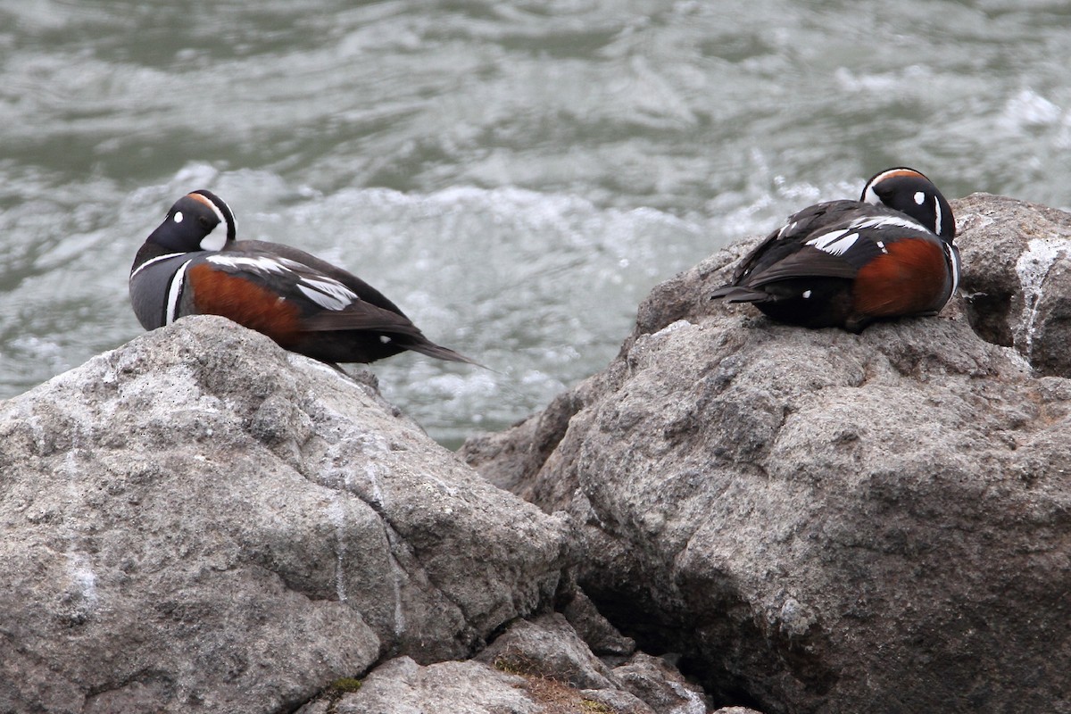 Harlequin Duck - ML337694821