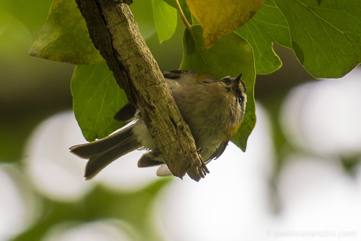 Common Firecrest - Pablo Avanzini