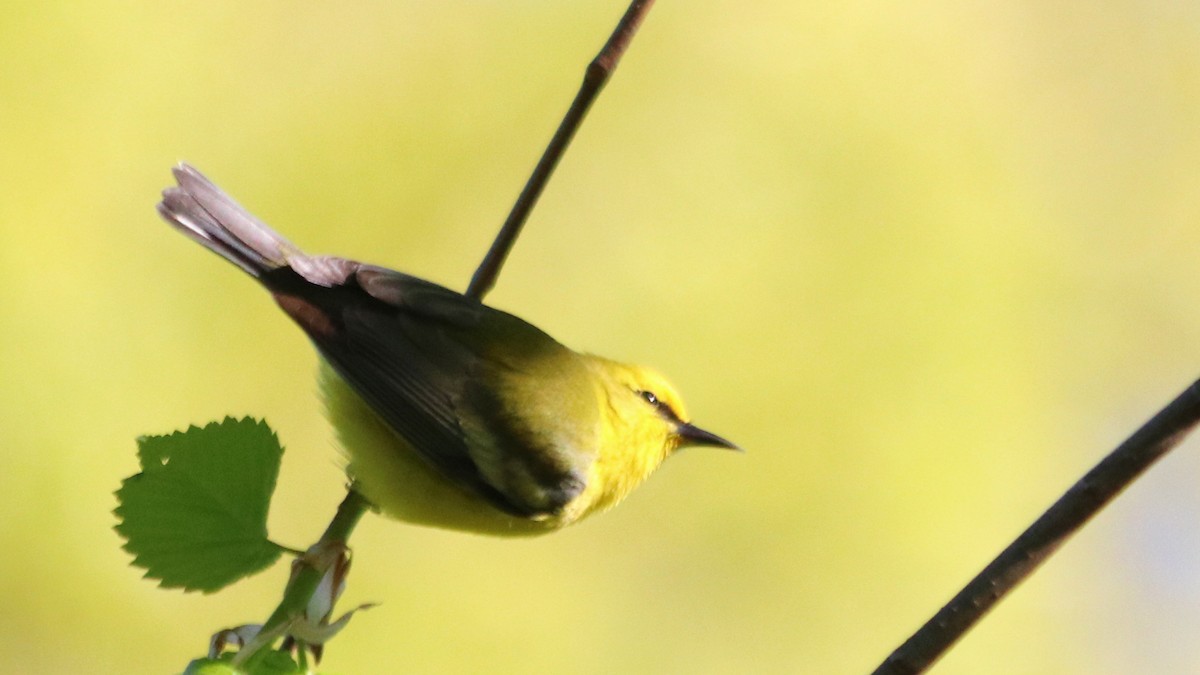 Blue-winged Warbler - Marty Calabrese