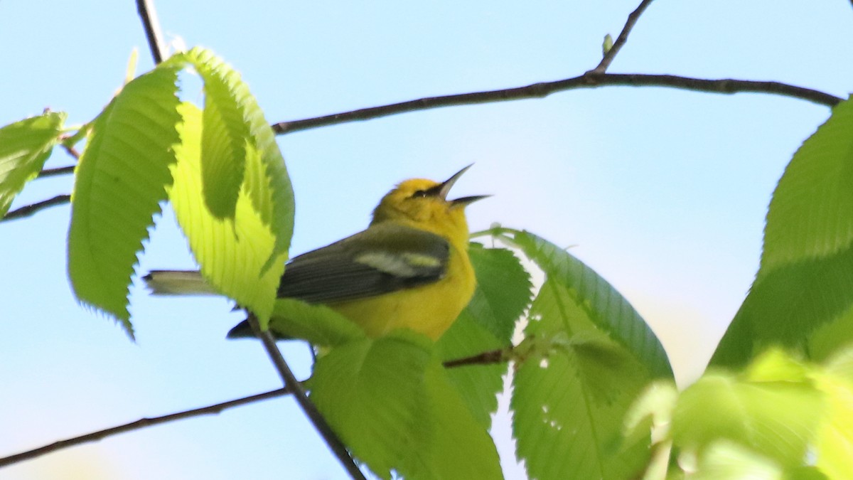 Blue-winged Warbler - Marty Calabrese