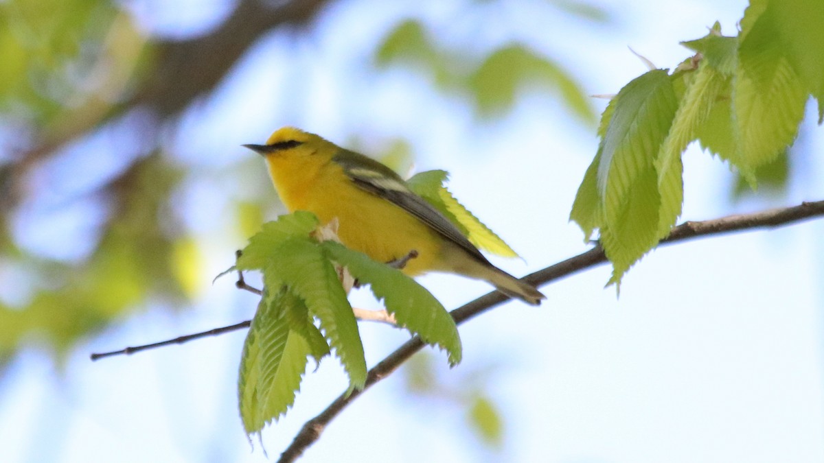 Blue-winged Warbler - Marty Calabrese
