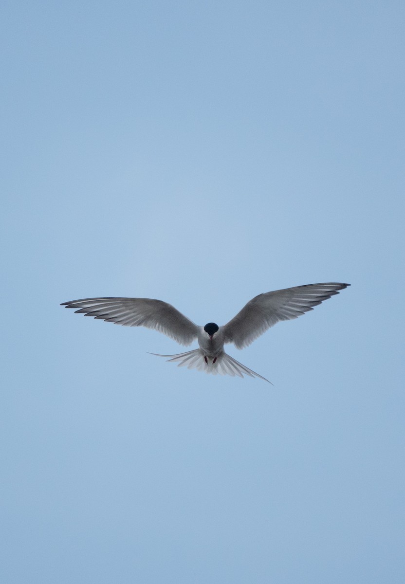 Common Tern - Anna Elkins