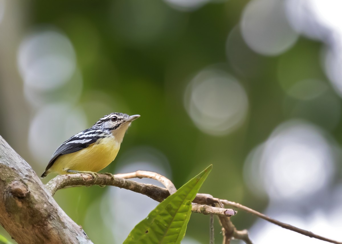 Pygmy Antwren - ML337698341