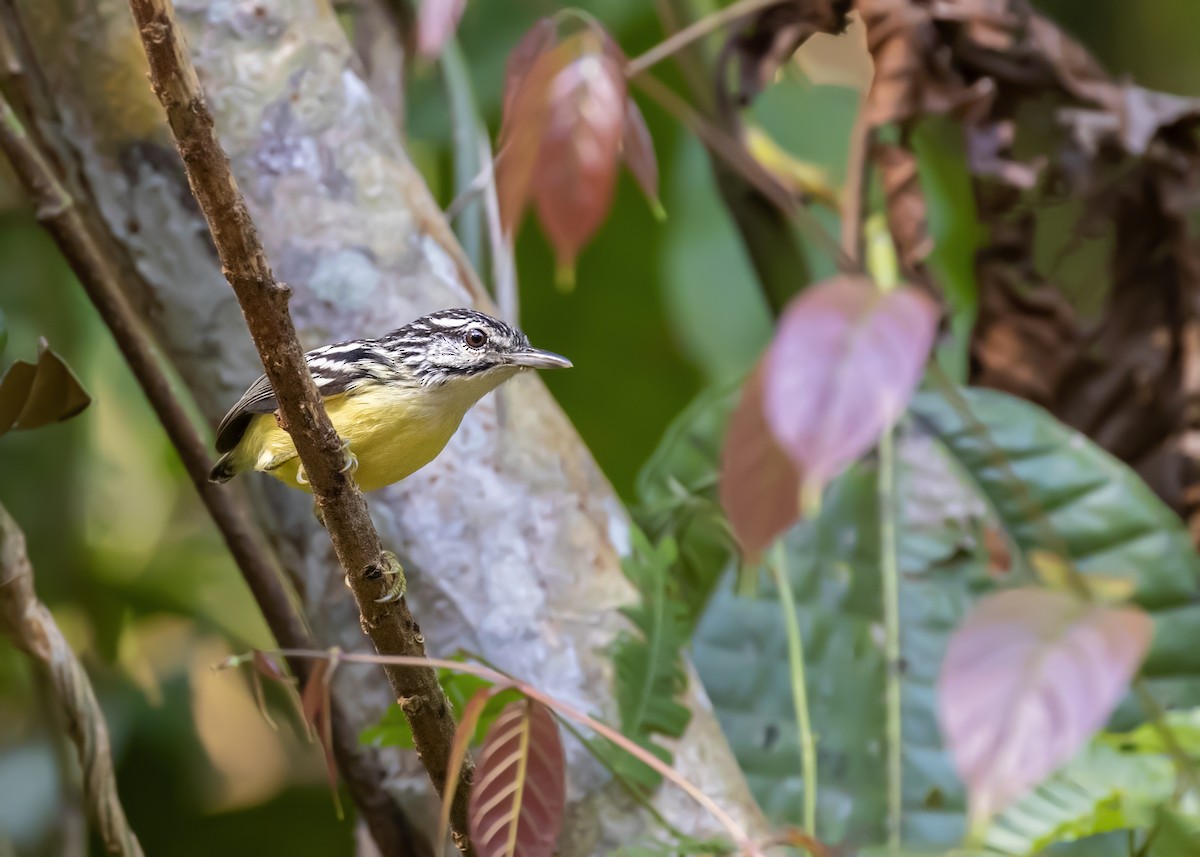 Pygmy Antwren - Caio Brito