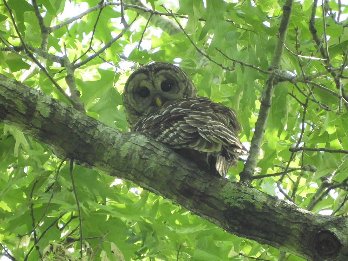 Barred Owl - ML337698761
